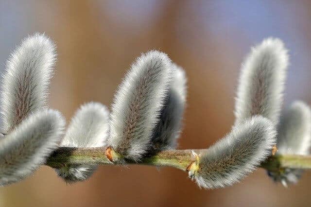 Co Ludzie Kładli Na Drogę Po Której Jechał Pan Jezus Co ludzie kładli na drogę, po której jechał Pan Jezus?